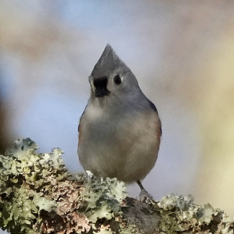 gråduskmeis - ML646199168