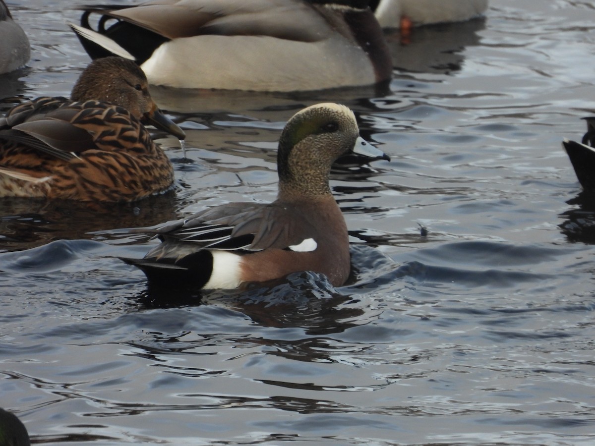 American Wigeon - ML646199169