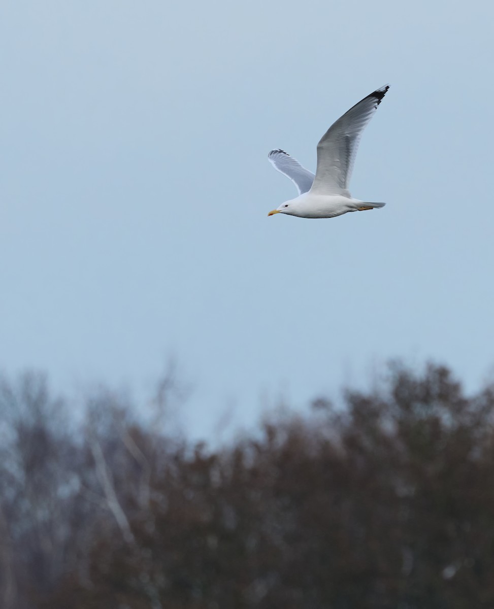 racek bělohlavý - ML646199175