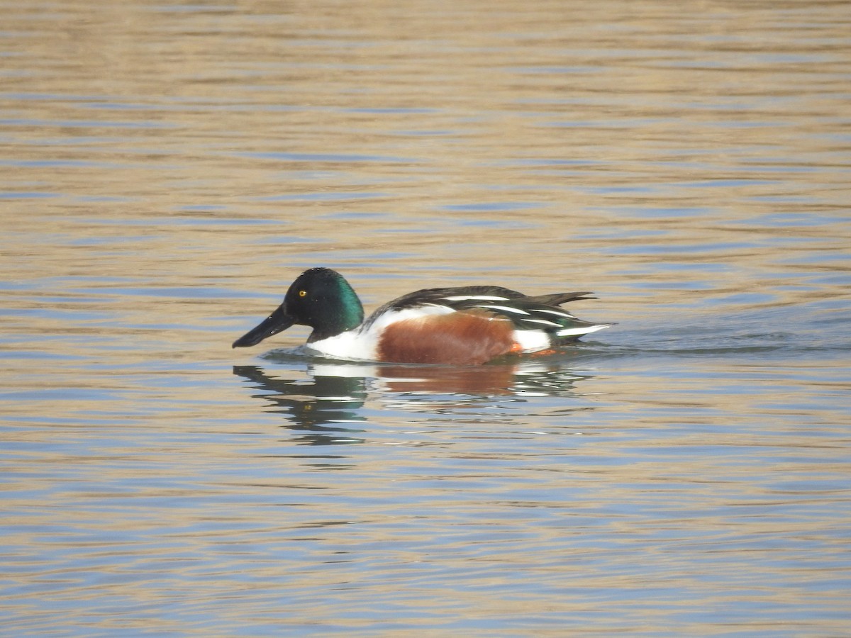 lžičák pestrý - ML646199178