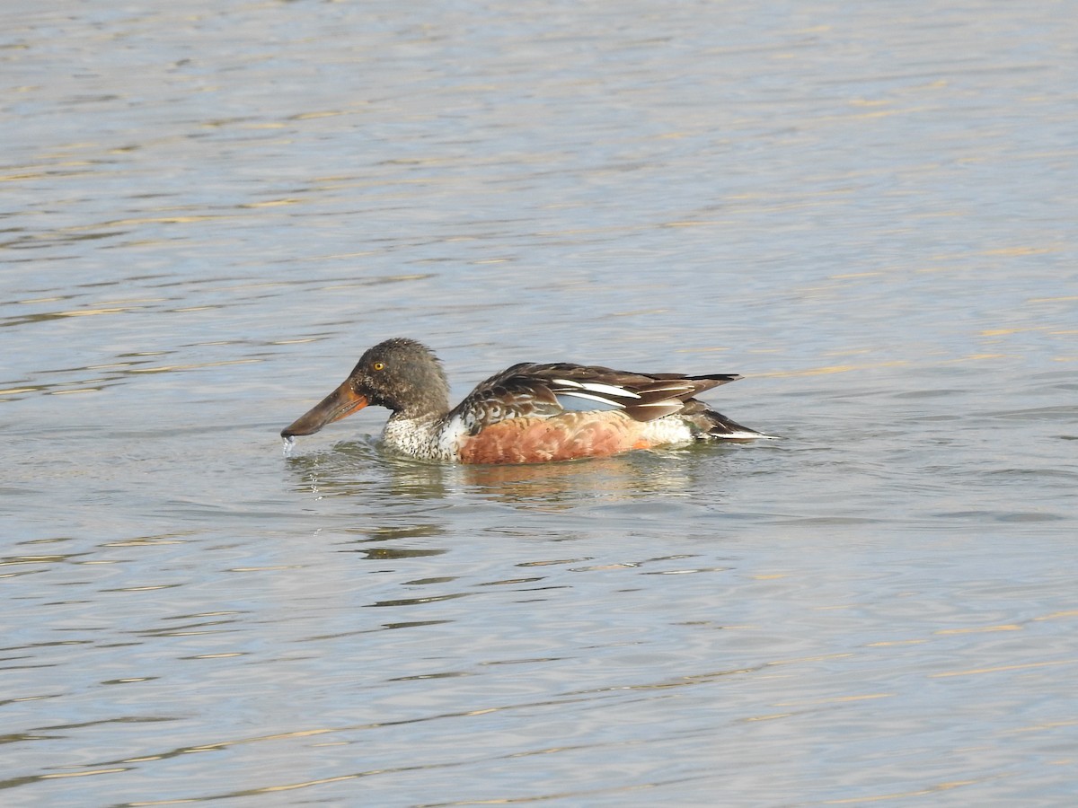 lžičák pestrý - ML646199182
