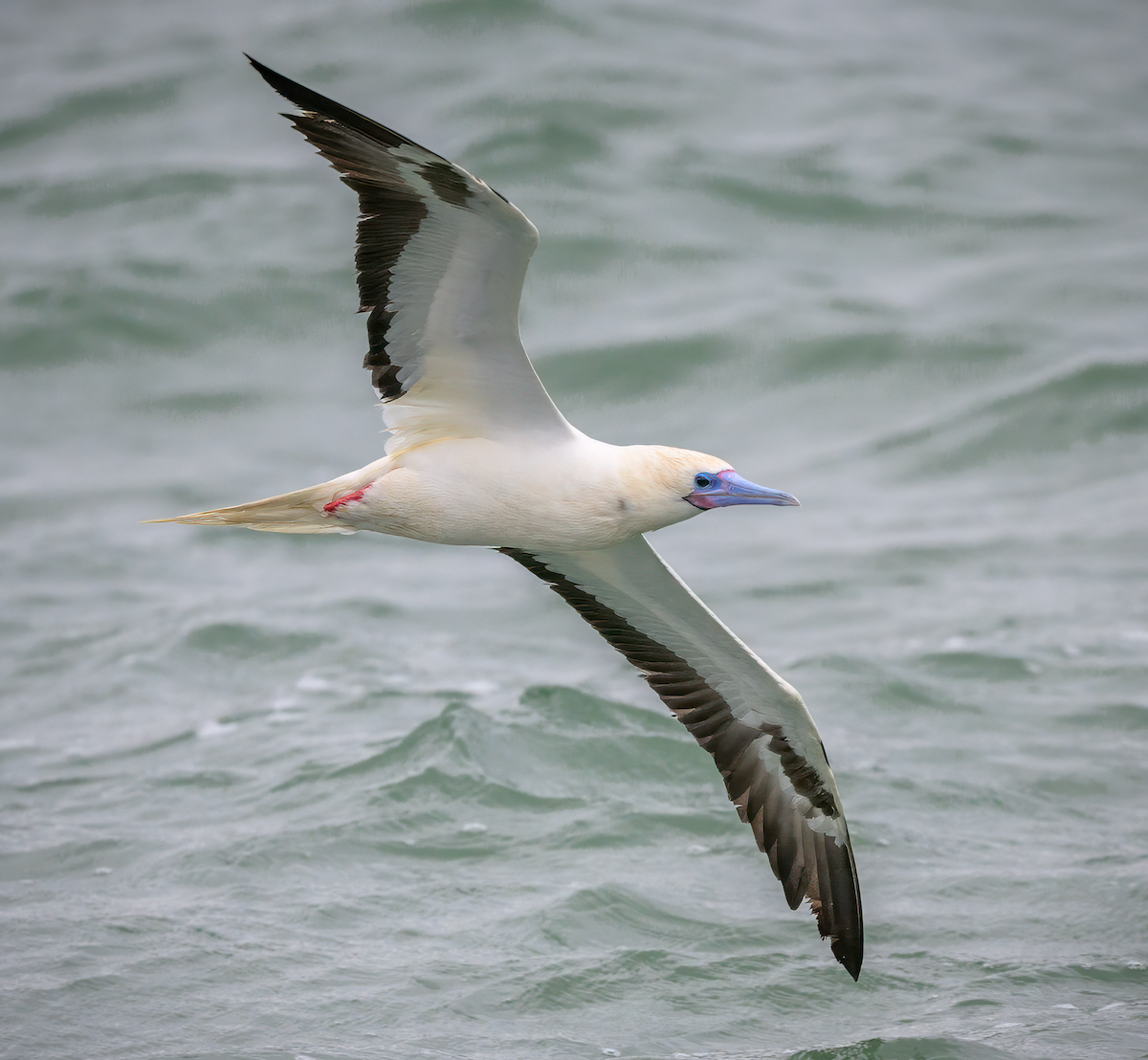 Сула червононога - ML646199183