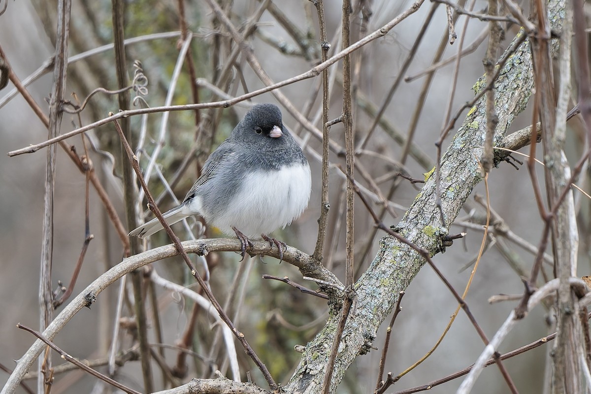 Dark-eyed Junco - ML646199187