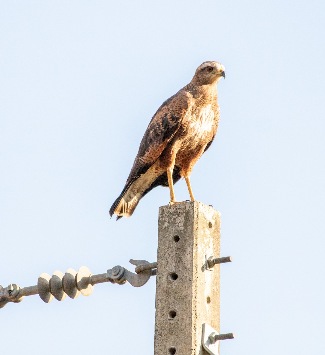 Savanna Hawk - ML646199191