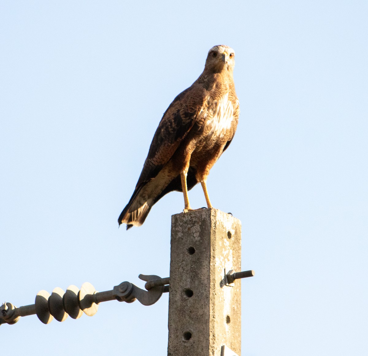 Savanna Hawk - ML646199192