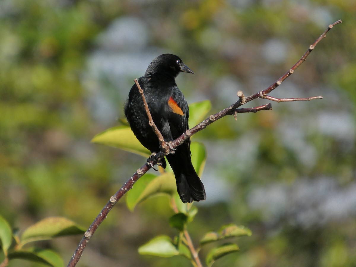 Red-winged Blackbird - ML646199193