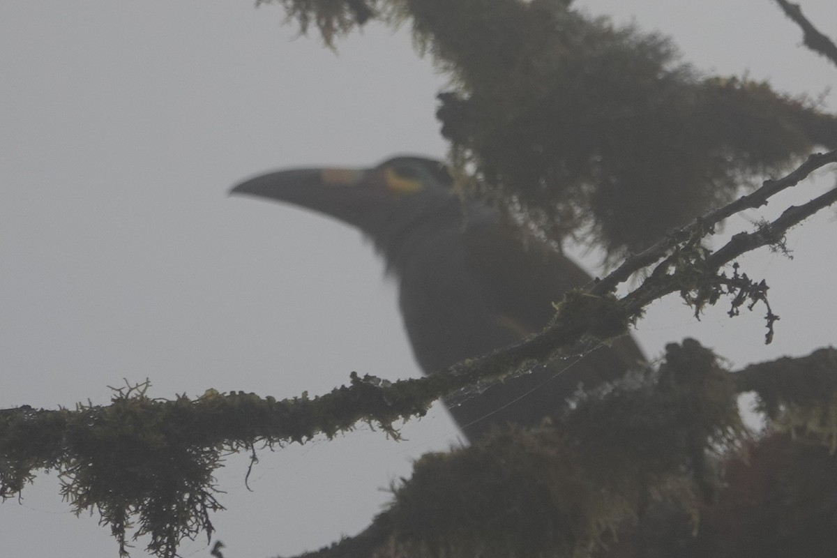 Plate-billed Mountain-Toucan - ML646199213