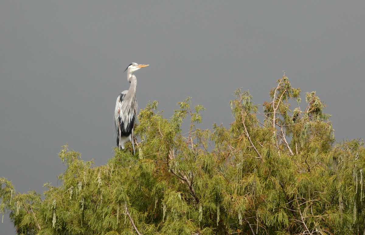 Great Blue Heron - ML646199215