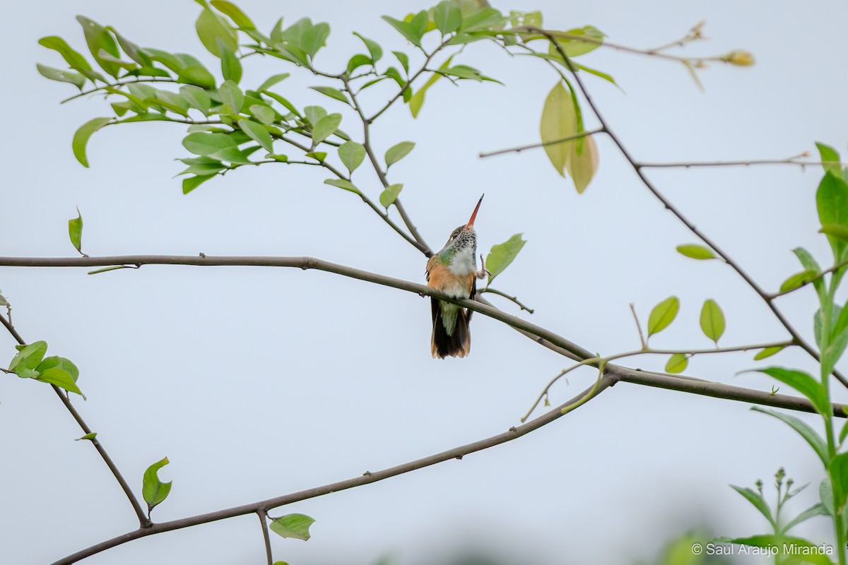 Amazilia Hummingbird - ML646199223