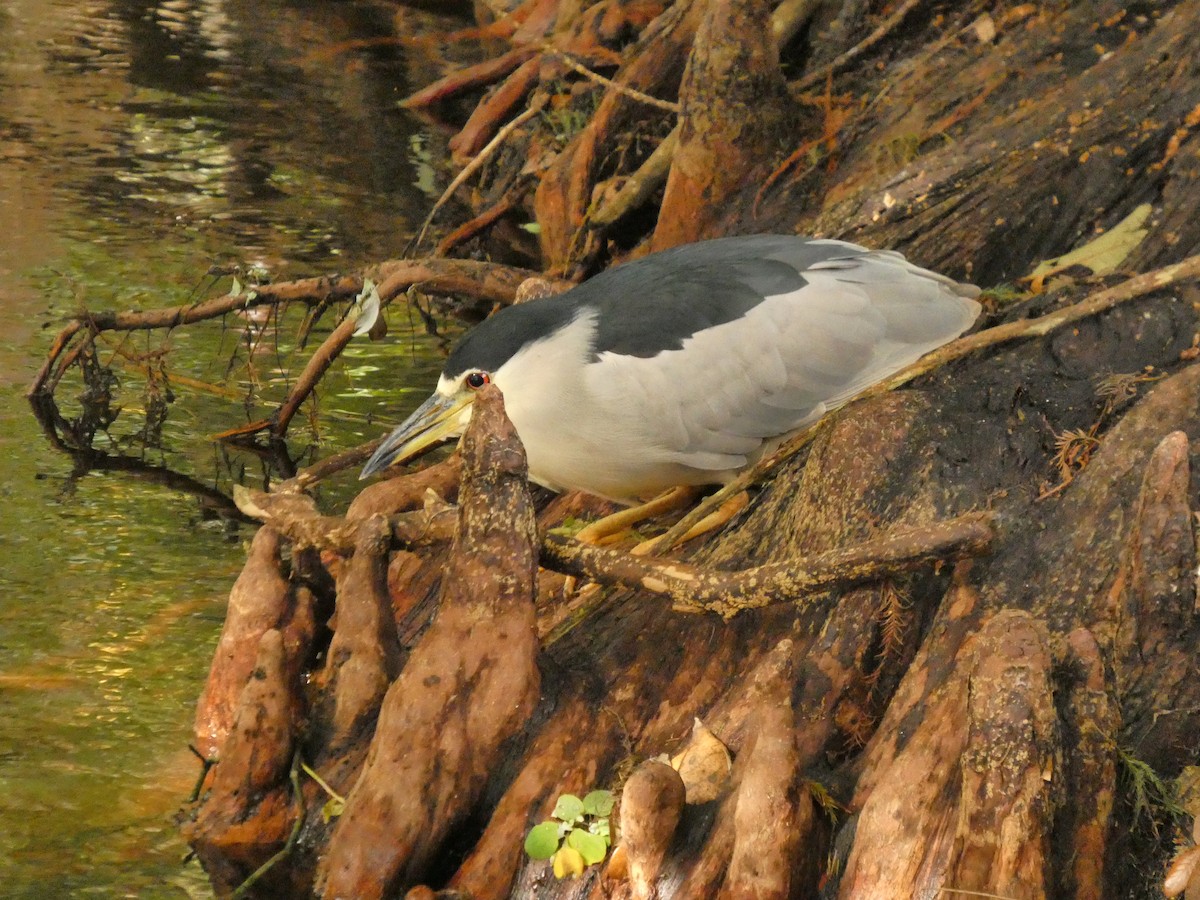 Black-crowned Night Heron - ML646199226