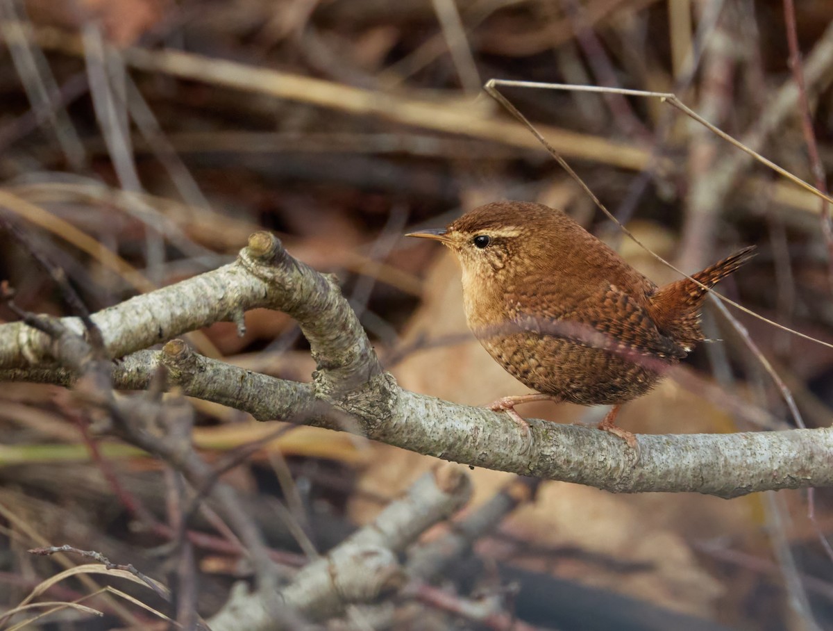 střízlík obecný - ML646199229
