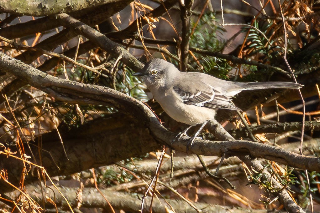Northern Mockingbird - ML646199233