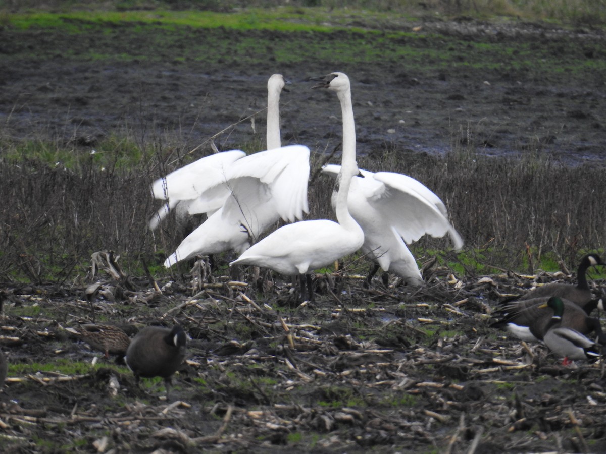 Trumpeter Swan - ML646199234
