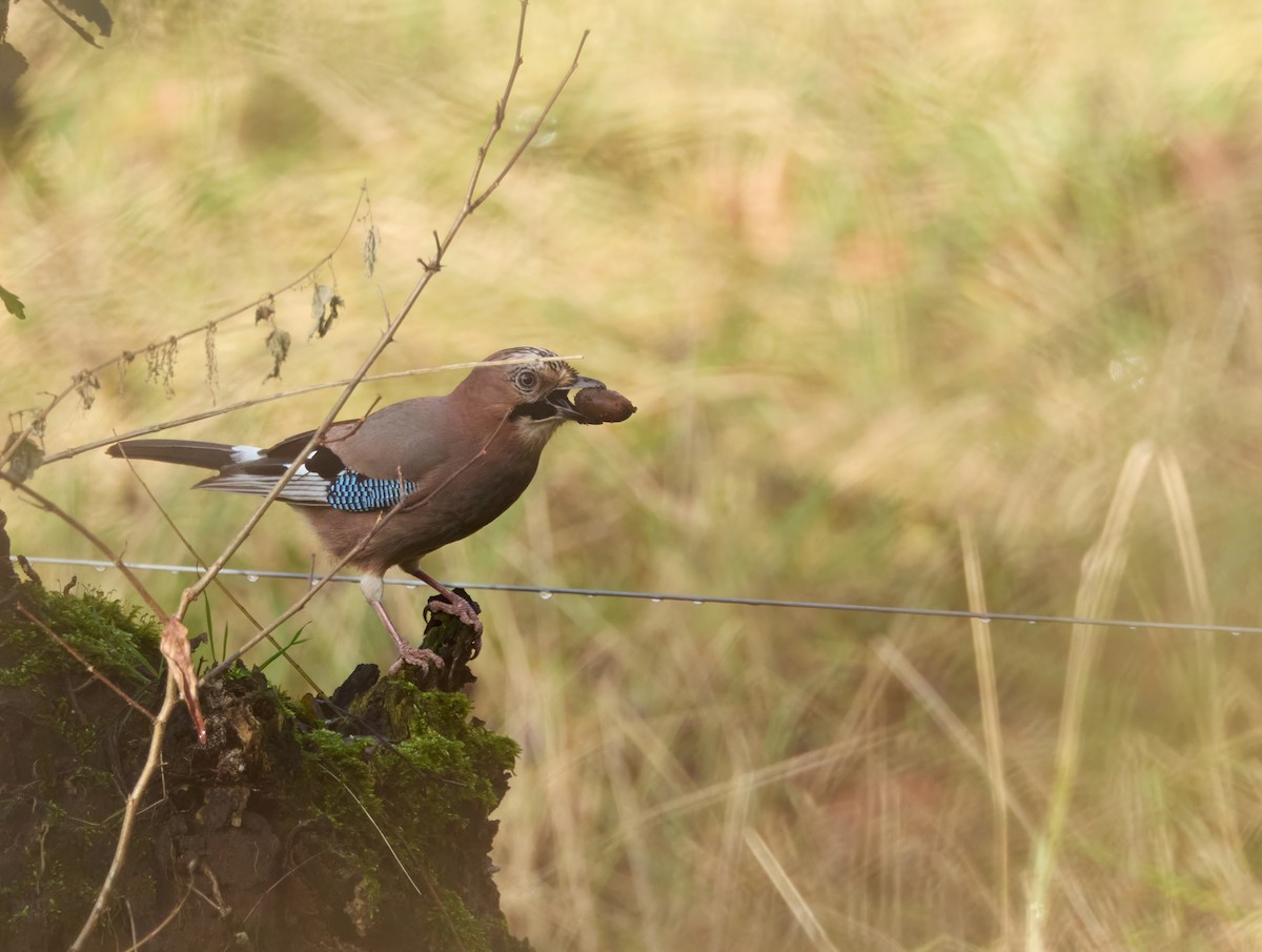 sojka obecná - ML646199236