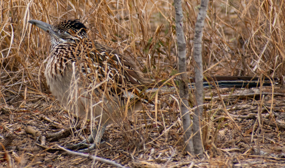 Greater Roadrunner - ML646199243