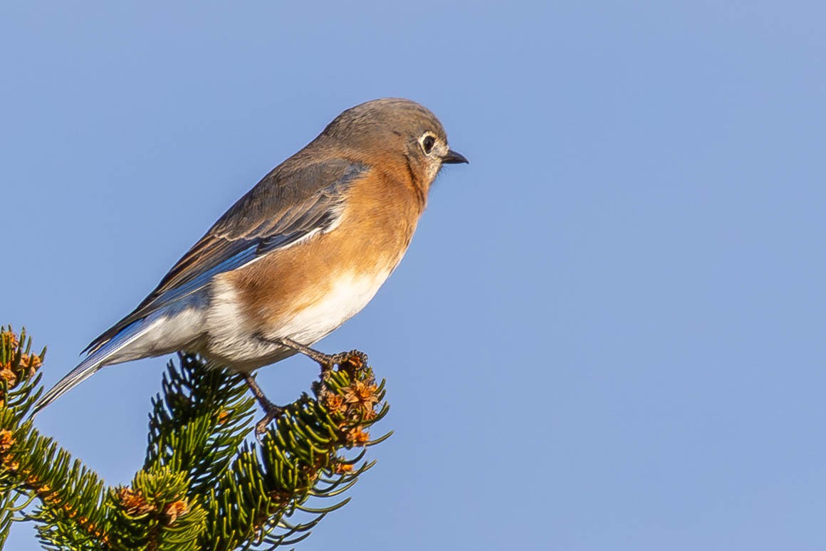 Eastern Bluebird - ML646199244