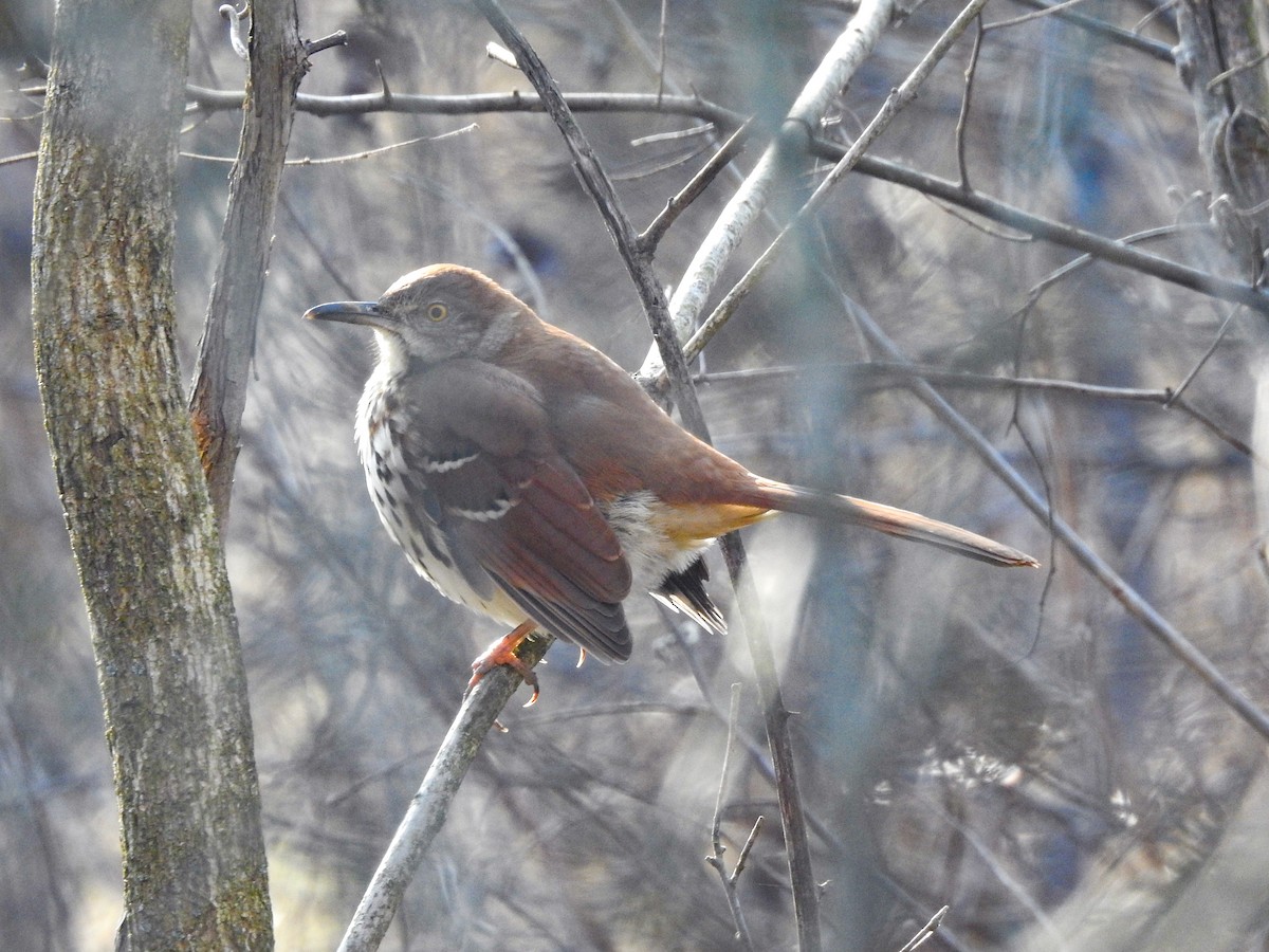 Brown Thrasher - ML646199246