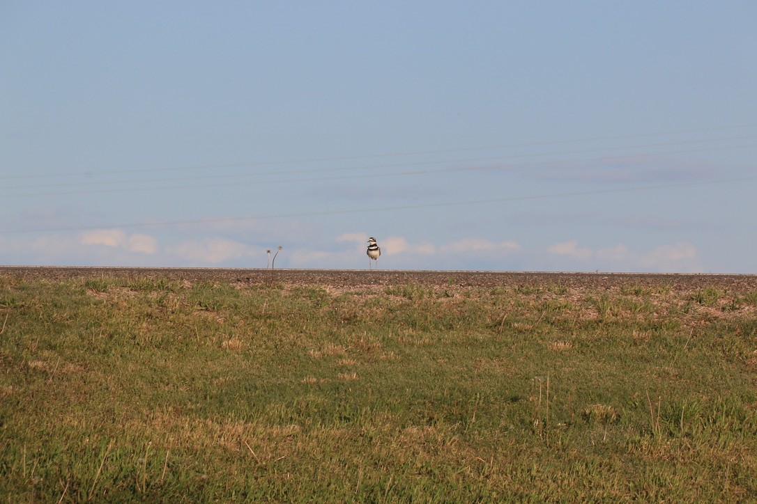 Killdeer - ML646199259