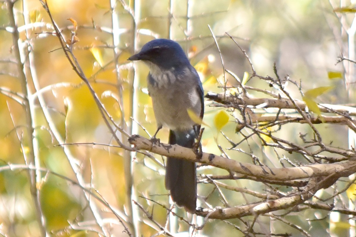 Woodhouse Çalı Kargası - ML646199264