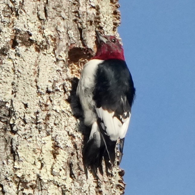 Kırmızı Başlı Ağaçkakan - ML646199267