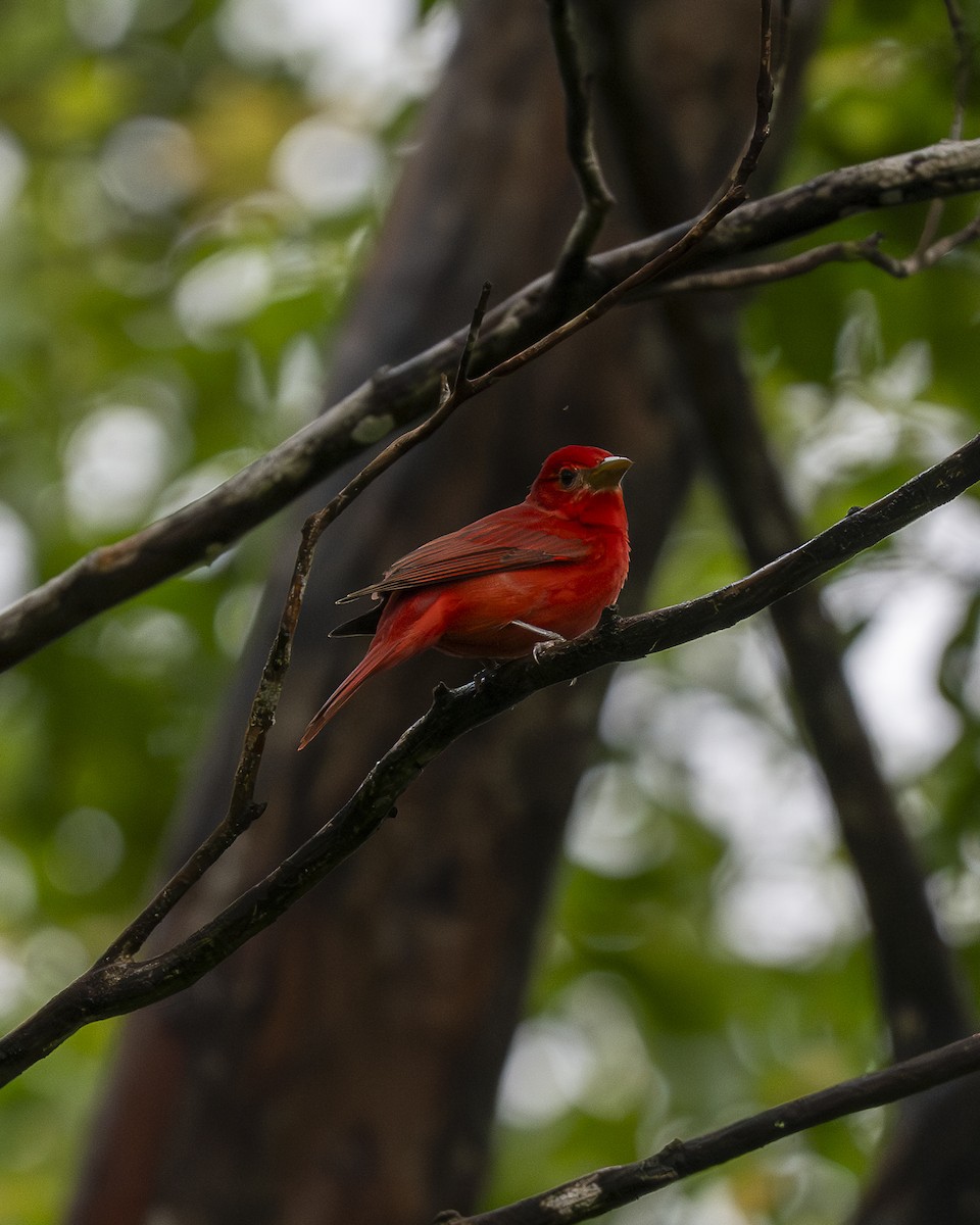 Kırmızı Piranga - ML646199268