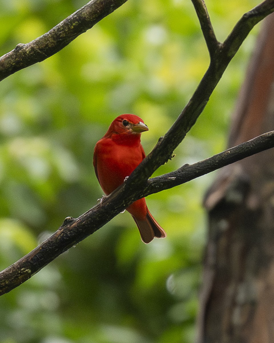 Kırmızı Piranga - ML646199269