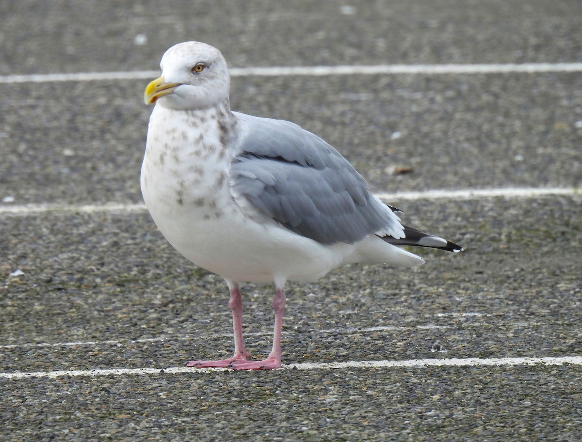 Amerika Gümüş Martısı - ML646199270