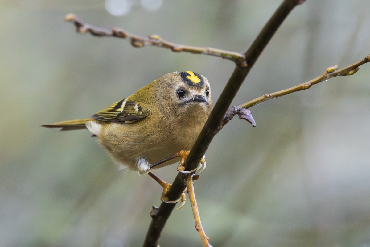 Çalıkuşu - ML646199272