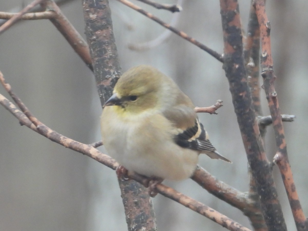 Altın İskete - ML646199273