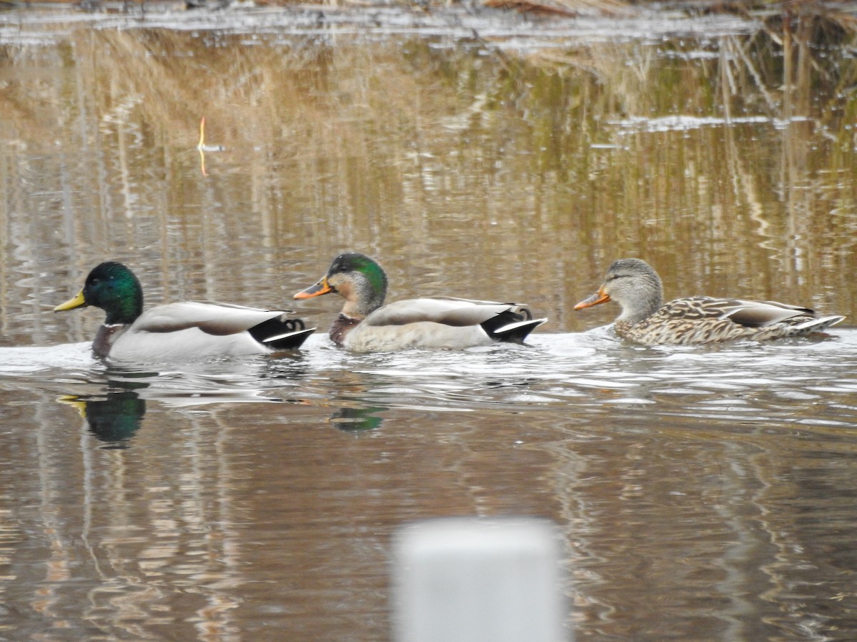 Yeşilbaş - ML646199274