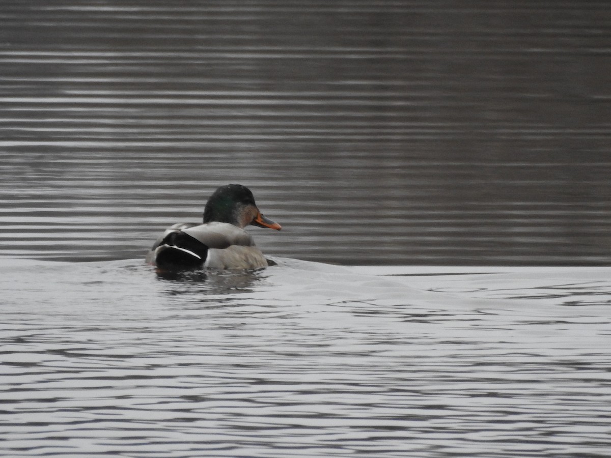 Yeşilbaş - ML646199275