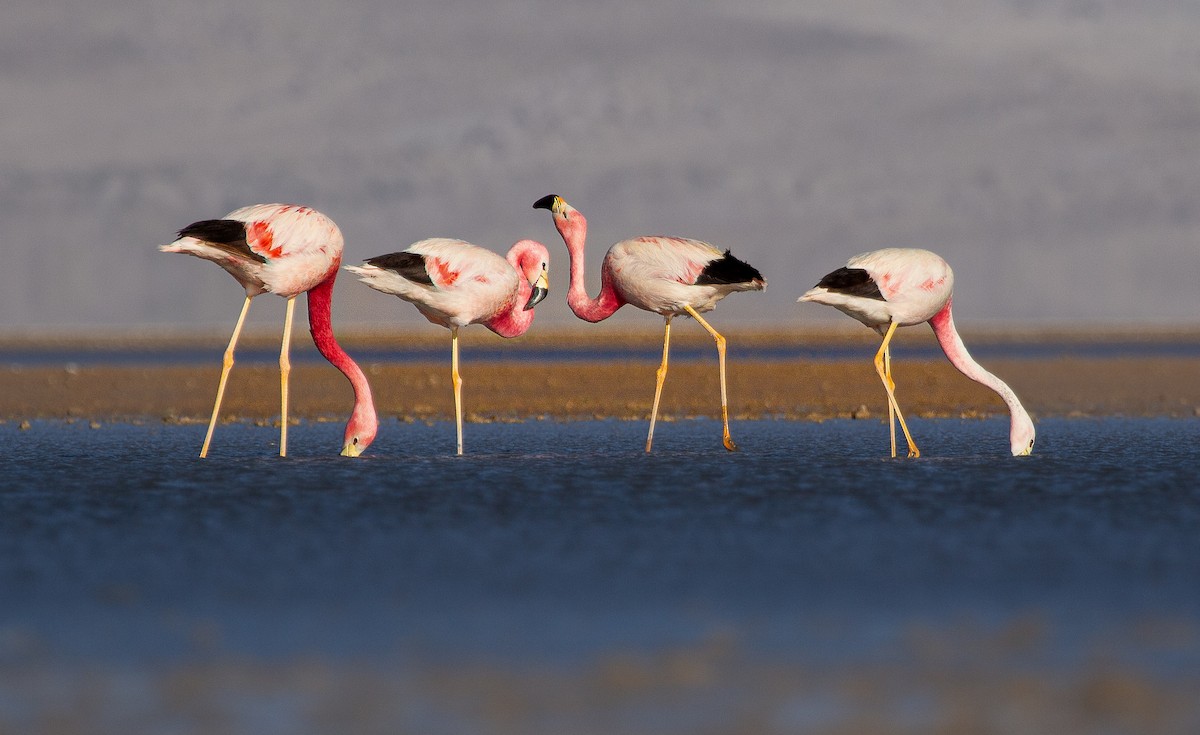 And Flamingosu - ML646199277