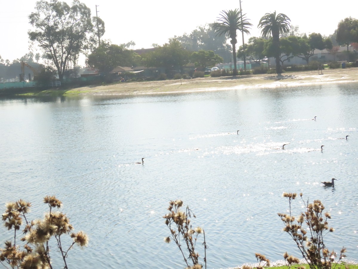 Kulaklı Karabatak - ML646199278