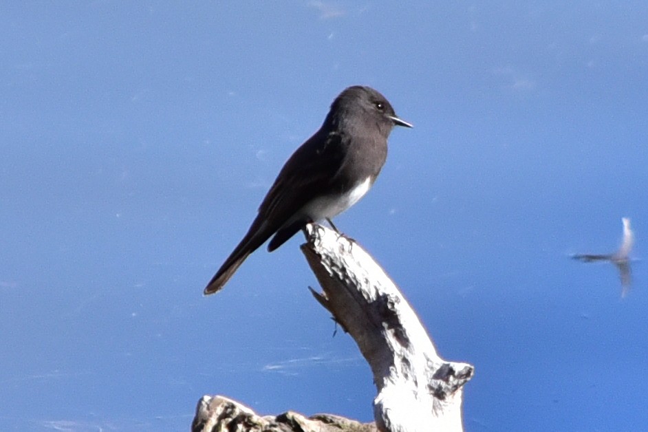 Kara Fibi - ML646199280