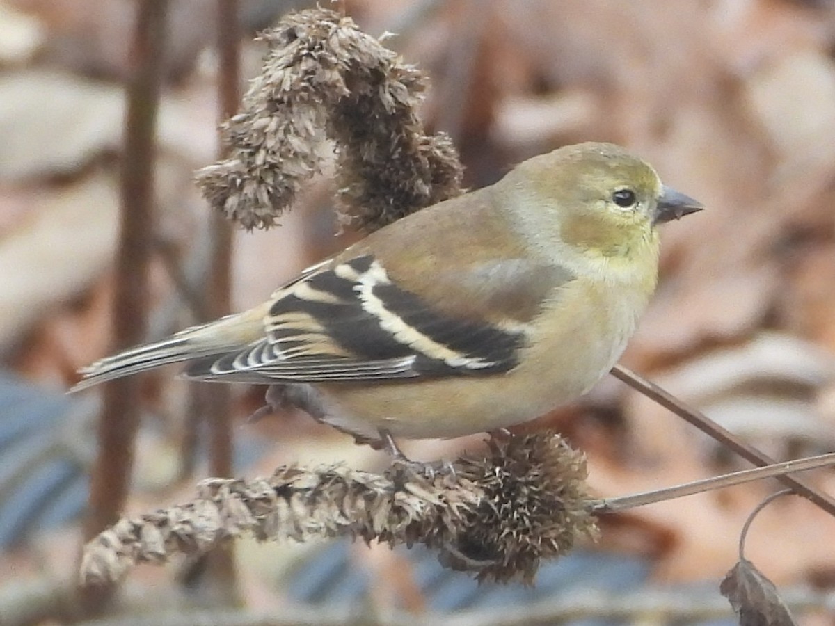 Altın İskete - ML646199281