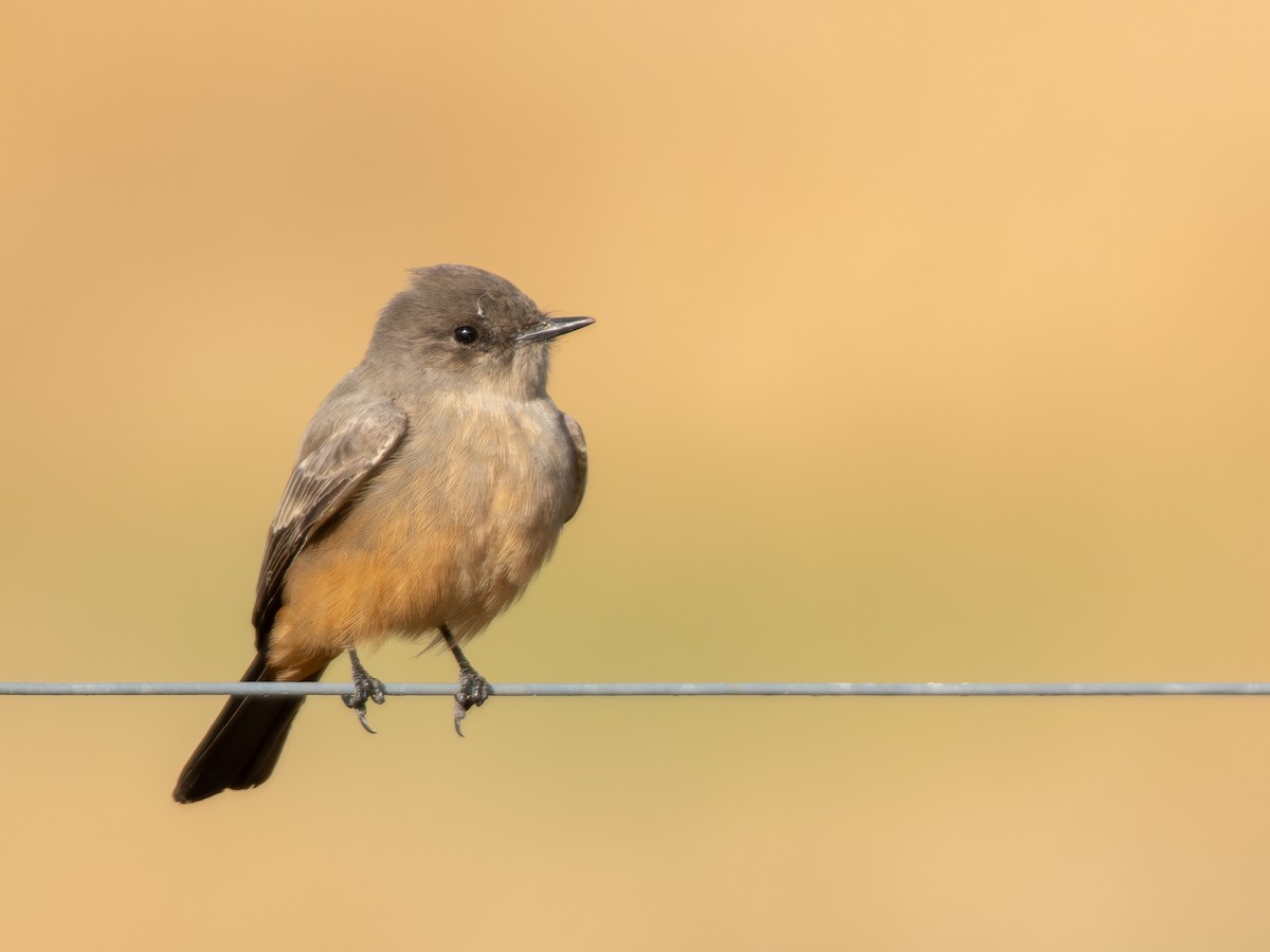 Say Fibisi - ML646199282