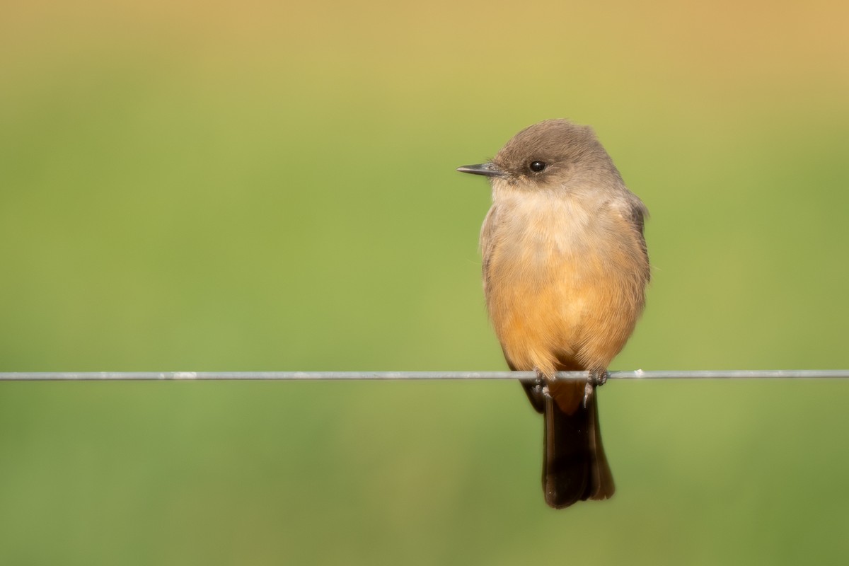 Say Fibisi - ML646199283