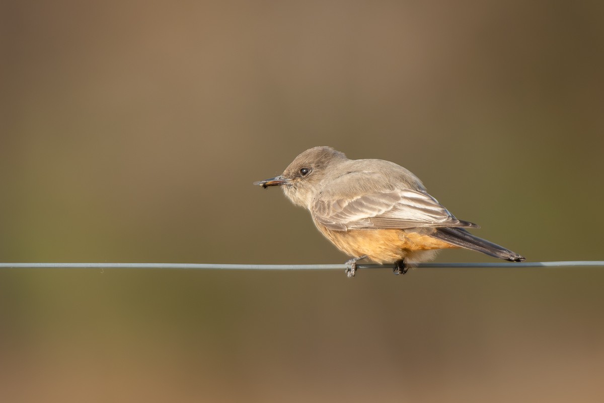 Say Fibisi - ML646199284