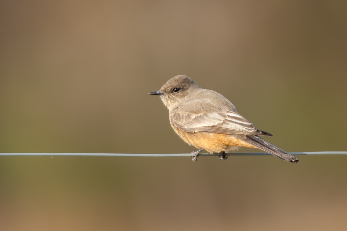 Say Fibisi - ML646199286