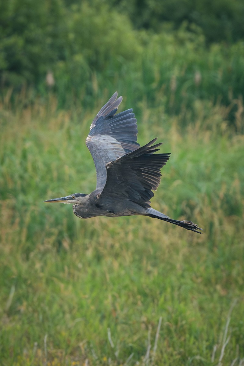 Amerika Gri Balıkçılı - ML646199287