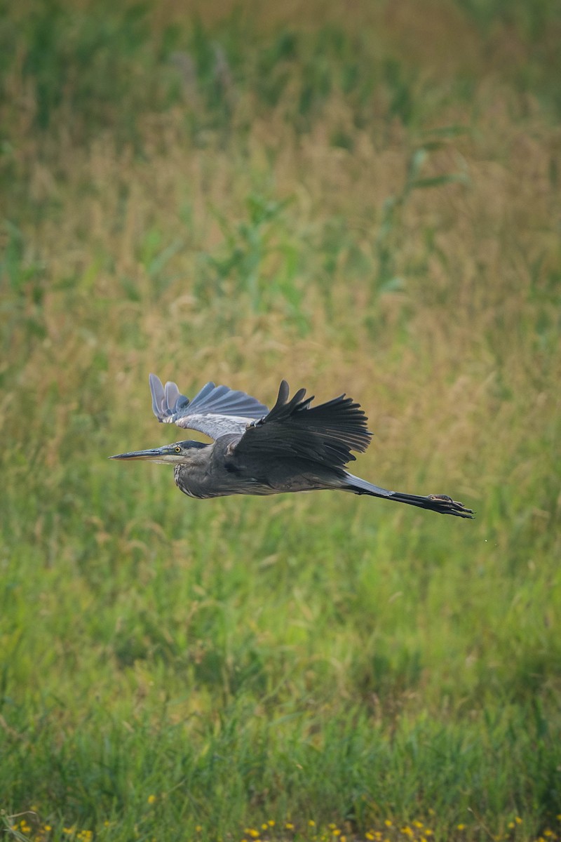 Amerika Gri Balıkçılı - ML646199288