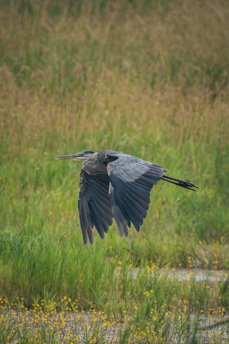 Amerika Gri Balıkçılı - ML646199289