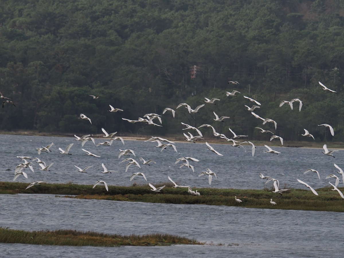 Kaşıkçı - ML646199295