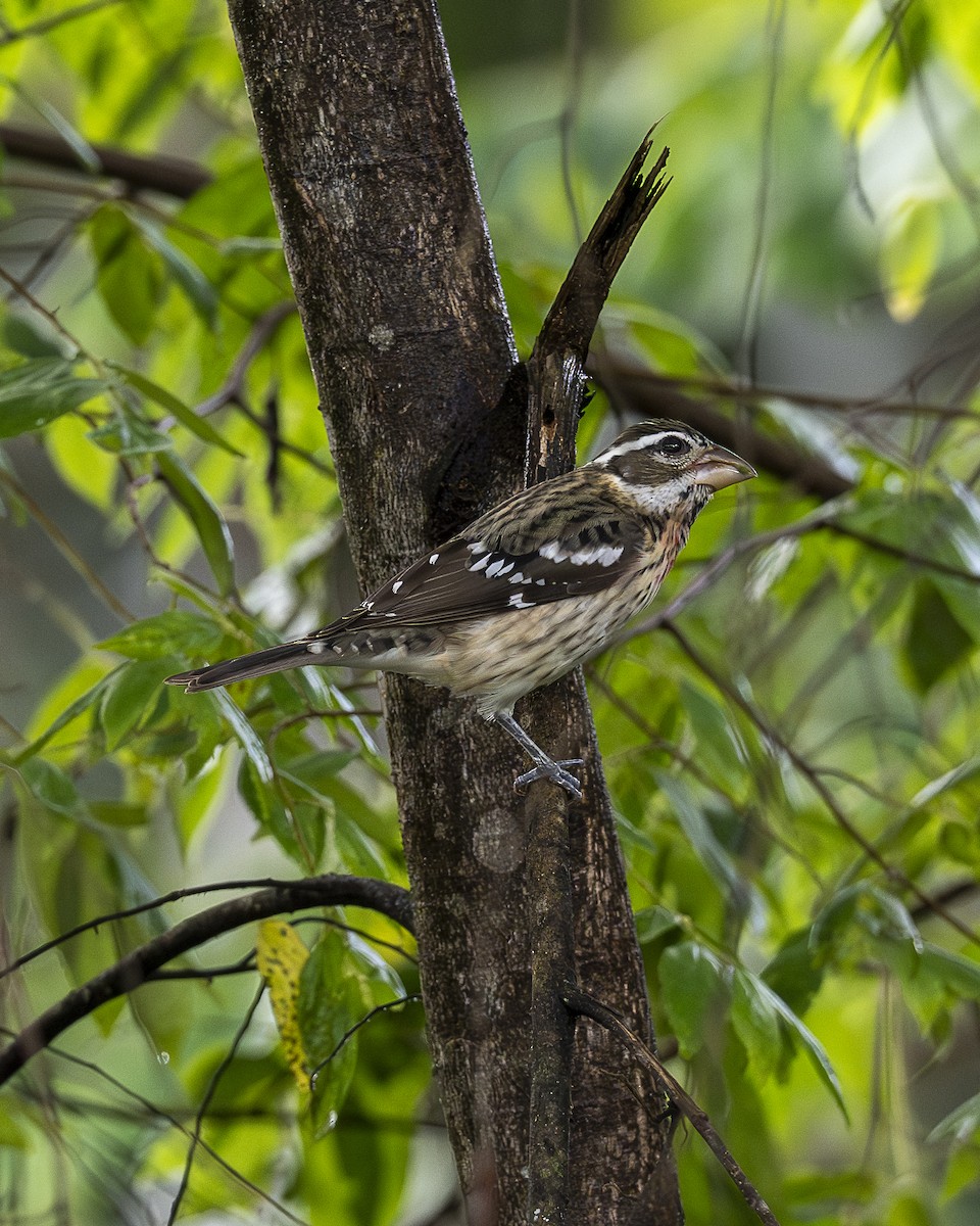 Al Göğüslü Kocabaş - ML646199302