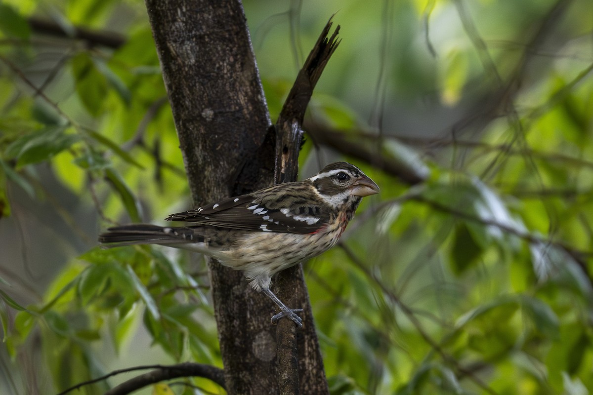 Al Göğüslü Kocabaş - ML646199303