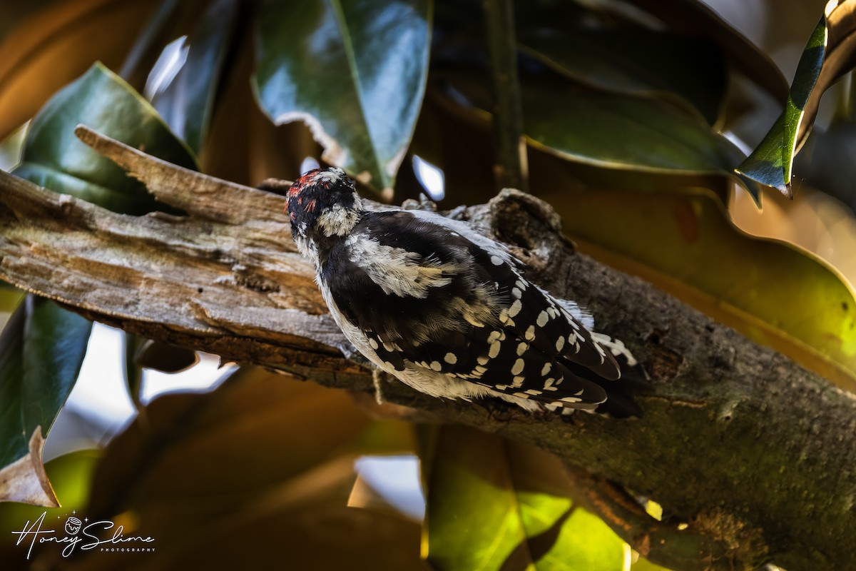 Yumuşak Tüylü Ağaçkakan - ML646199304