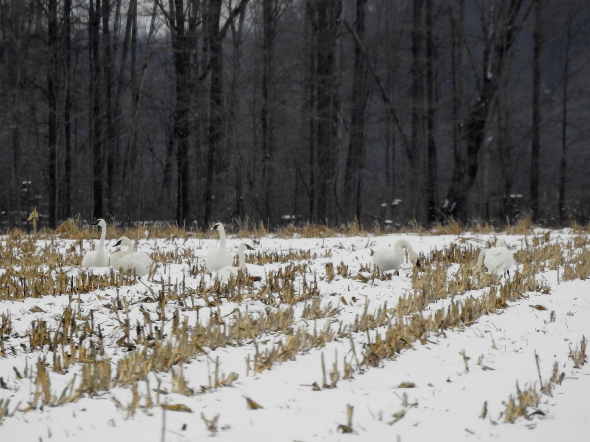 Borazancı Kuğu - ML646199307