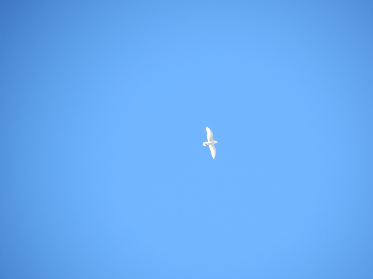 Kutup Martısı - ML646199308