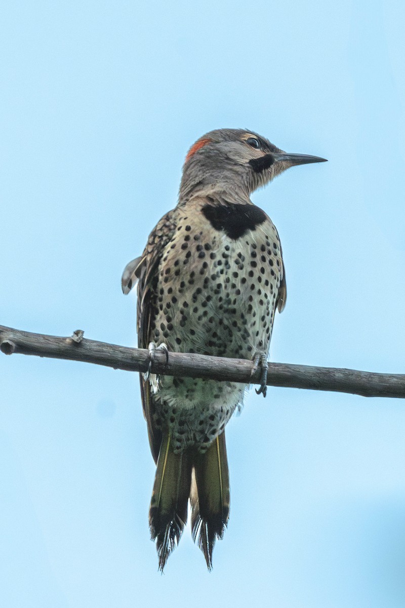 Altın Ağaçkakan - ML646199309