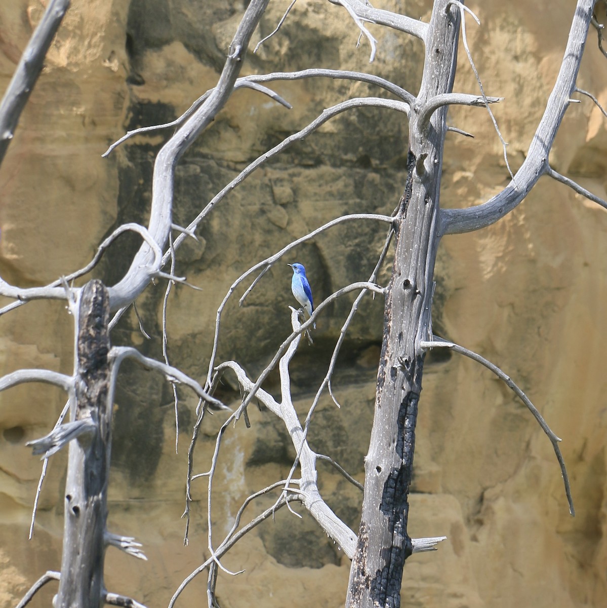 Mountain Bluebird - ML646199313